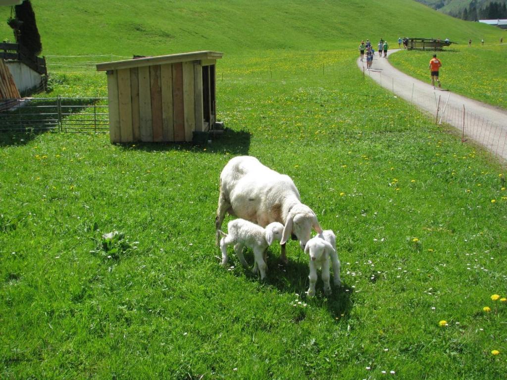 Mountain Hostel Oberstdorf Esterno foto